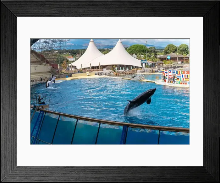 Framed Print : Antibes, France - 18.09.2024: Orca show at MarineLand Framed Print : Antibes, France - 18.09.2024: Orca show at MarineLand
