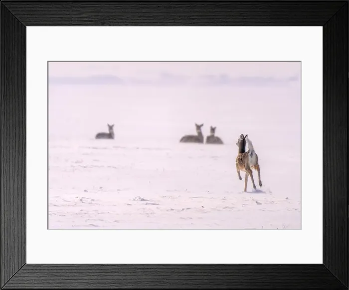 Framed Print : Prairie Deer Saskatchewan Canada rural countryside scenic Framed Print : Prairie Deer Saskatchewan Canada rural countryside scenic
