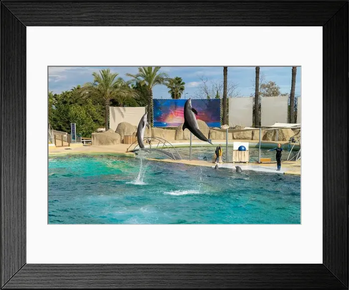 Framed Print : Antibes, France - 18.09.2024: Dolphin show at Marineland Framed Print : Antibes, France - 18.09.2024: Dolphin show at Marineland
