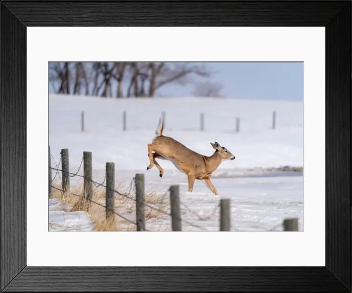 Framed Print : Prairie Deer Saskatchewan Canada rural countryside scenic Framed Print : Prairie Deer Saskatchewan Canada rural countryside scenic
