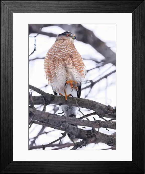 Framed Print : Cooper's hawk perching on a tree branch, Quebec, Canada Framed Print : Cooper's hawk perching on a tree branch, Quebec, Canada