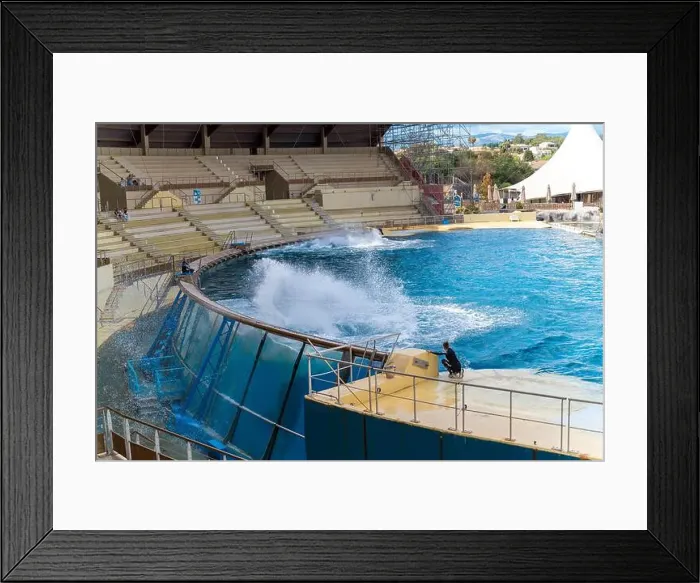 Framed Print : Antibes, France - 18.09.2024: Orca show at MarineLand Framed Print : Antibes, France - 18.09.2024: Orca show at MarineLand