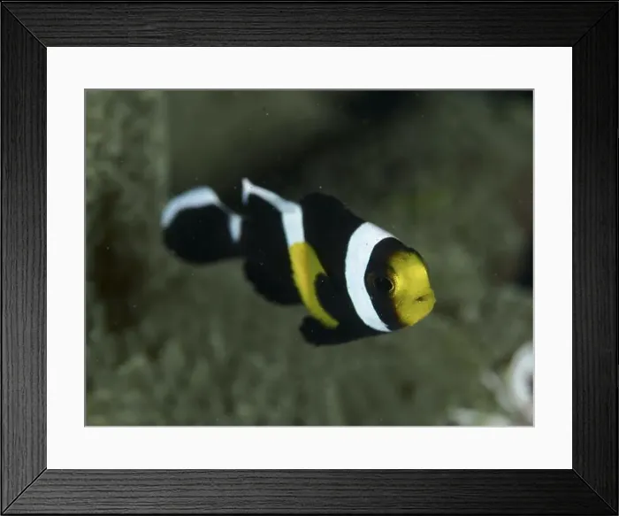 Framed Print : A black and white saddle spot anemonefish (Amphiprion polymnus) with yellow markings swims elegantly in the clear water Framed Print : A black and white saddle spot anemonefish (Amphiprion polymnus) with yellow markings swims elegantly in the clear water