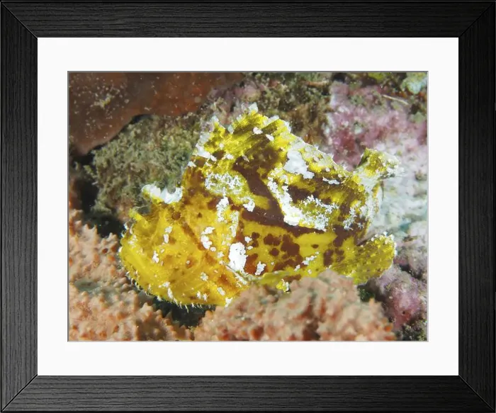 Framed Print : A yellow, camouflaged rocking fish (Taenianotus triacanthus) resting between various colourful corals Framed Print : A yellow, camouflaged rocking fish (Taenianotus triacanthus) resting between various colourful corals