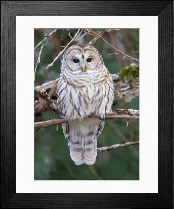 Framed Print : Barred Owl portrait on a tree branch with green background, Quebec, Canada Framed Print : Barred Owl portrait on a tree branch with green background, Quebec, Canada