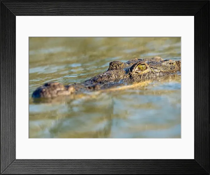 Framed Print : A lone crocodile glides through the green waters of the Yucatan Peninsula Framed Print : A lone crocodile glides through the green waters of the Yucatan Peninsula