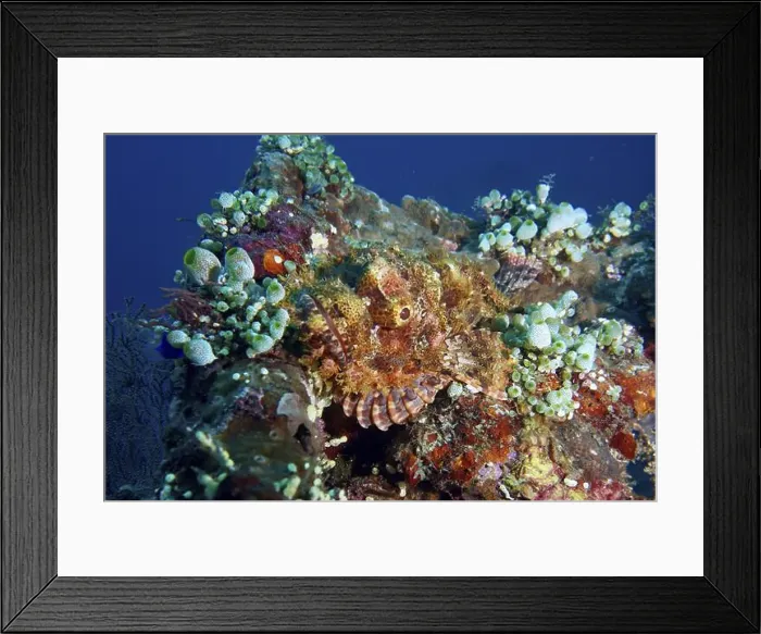 Framed Print : A Papuan scorpionfish (Scorpaenopsis papuensis) hides among colourful corals and marine life Framed Print : A Papuan scorpionfish (Scorpaenopsis papuensis) hides among colourful corals and marine life