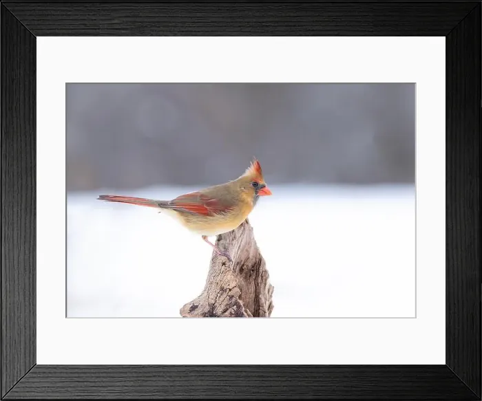 Framed Print : Northern Cardinal - Cardinalis cardinalis female perched on a snow covered branch in winter Framed Print : Northern Cardinal - Cardinalis cardinalis female perched on a snow covered branch in winter