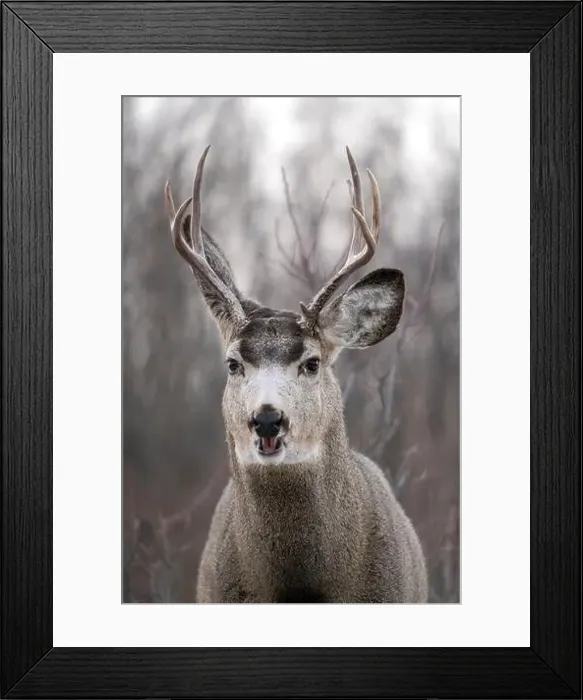 Framed Print : Prairie Deer Saskatchewan Canada rural countryside scenic Framed Print : Prairie Deer Saskatchewan Canada rural countryside scenic