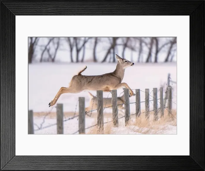 Framed Print : Prairie Deer Saskatchewan Canada rural countryside scenic
