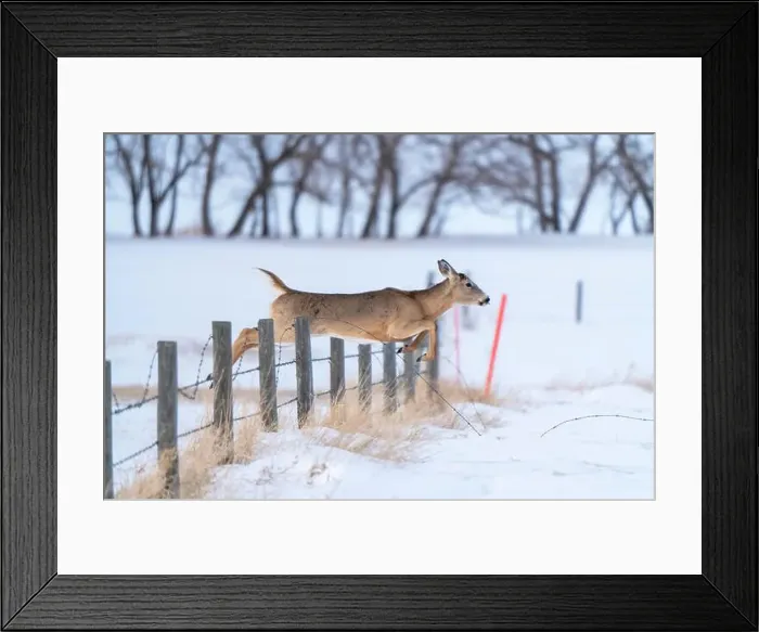 Framed Print : Prairie Deer Saskatchewan Canada rural countryside scenic Framed Print : Prairie Deer Saskatchewan Canada rural countryside scenic