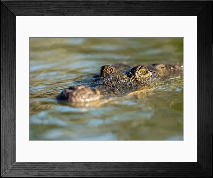 Framed Print : A lone crocodile glides through the green waters of the Yucatan Peninsula Framed Print : A lone crocodile glides through the green waters of the Yucatan Peninsula