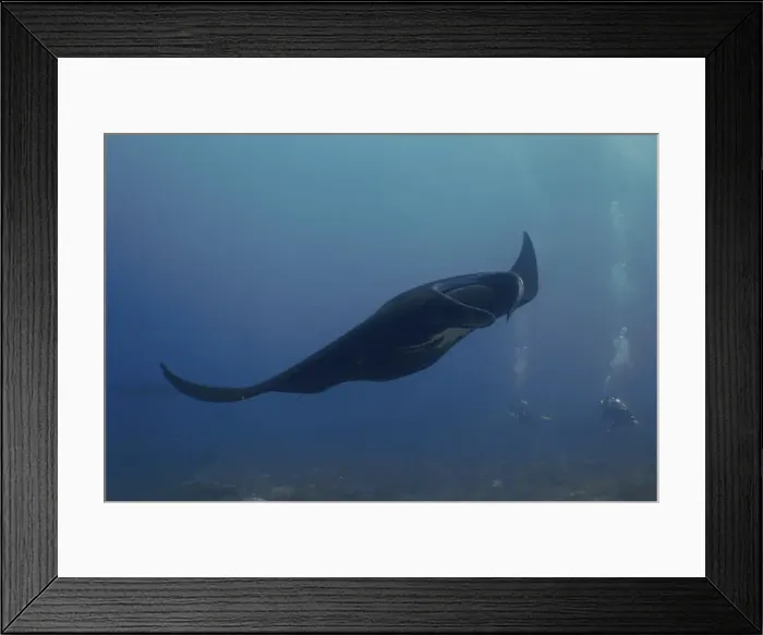 Framed Print : Majestic reef manta ray (Mobula alfredi) gliding through the blue water