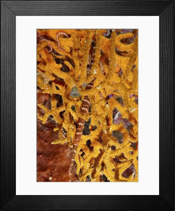 Framed Print : Chinese trumpetfish (Aulostomus chinensis) Framed Print : Chinese trumpetfish (Aulostomus chinensis)