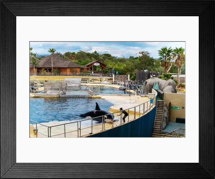 Framed Print : Antibes, France - 18.09.2024: Orca show at MarineLand Framed Print : Antibes, France - 18.09.2024: Orca show at MarineLand