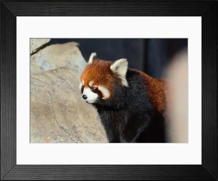 Framed Print : Red Panda - Ailurus fulgens in captivity at Calgary Zoo, Alberta, Canada Framed Print : Red Panda - Ailurus fulgens in captivity at Calgary Zoo, Alberta, Canada