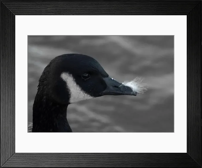 Framed Print : A Canada goose with fluff on its beak Framed Print : A Canada goose with fluff on its beak