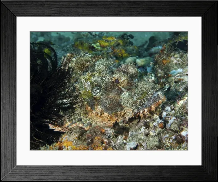 Framed Print : A Papuan scorpionfish (Scorpaenopsis papuensis) blends into the jagged seabed and is barely visible Framed Print : A Papuan scorpionfish (Scorpaenopsis papuensis) blends into the jagged seabed and is barely visible
