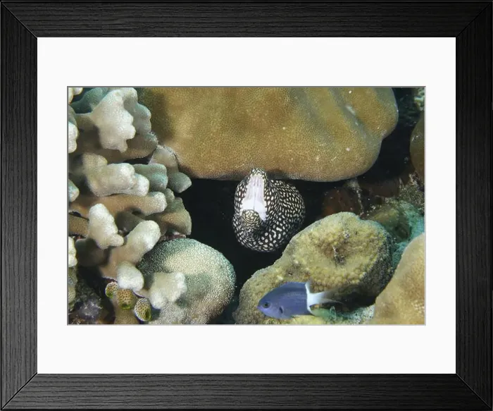 Framed Print : Pearl moray eel, white-mouthed moray eel (Gymnothorax meleagris) with open mouth between corals Framed Print : Pearl moray eel, white-mouthed moray eel (Gymnothorax meleagris) with open mouth between corals