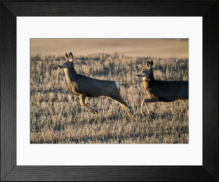 Framed Print : Prairie Deer Saskatchewan Canada rural countryside scenic Framed Print : Prairie Deer Saskatchewan Canada rural countryside scenic