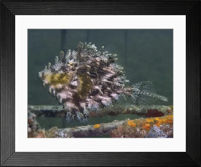Framed Print : A bizarre jewellery filefish (Chaetodermis penicilligerus) Framed Print : A bizarre jewellery filefish (Chaetodermis penicilligerus)