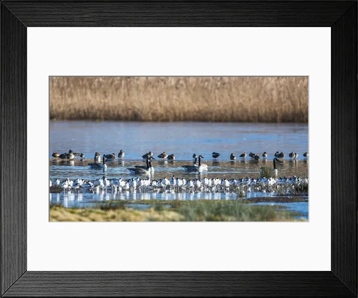Framed Print : Canada Goose, Branta canadensis birds on frozen marshes Framed Print : Canada Goose, Branta canadensis birds on frozen marshes