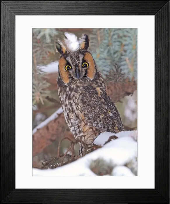 Framed Print : Portrait of a Long-eared owl in a fir tree surrounded by branches and snow, Quebec, Canada Framed Print : Portrait of a Long-eared owl in a fir tree surrounded by branches and snow, Quebec, Canada