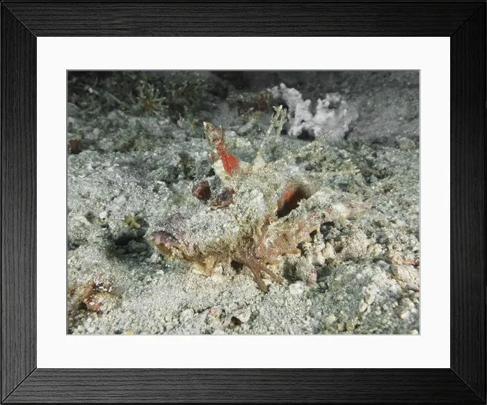 Framed Print : Camouflaged fish, Spiny Devilfish (Inimicus didactylus) Framed Print : Camouflaged fish, Spiny Devilfish (Inimicus didactylus)