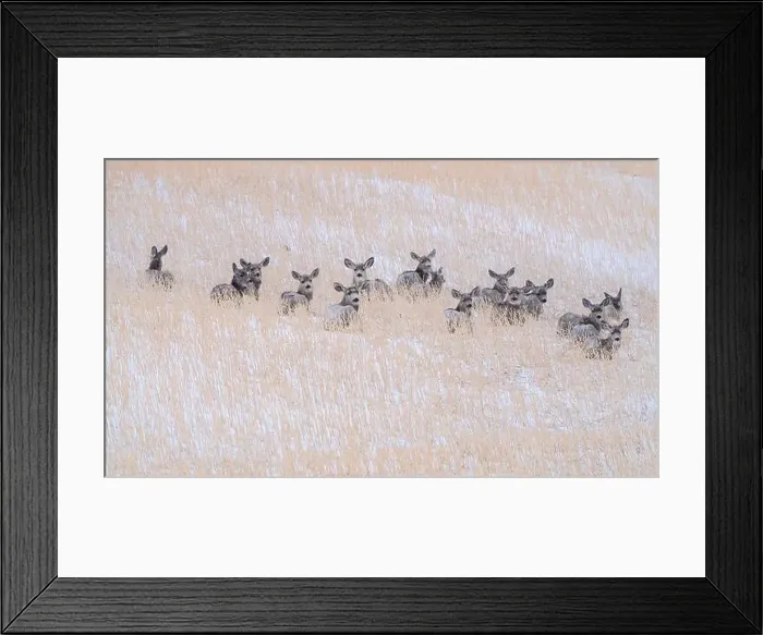 Framed Print : Prairie Deer Saskatchewan Canada rural countryside scenic Framed Print : Prairie Deer Saskatchewan Canada rural countryside scenic