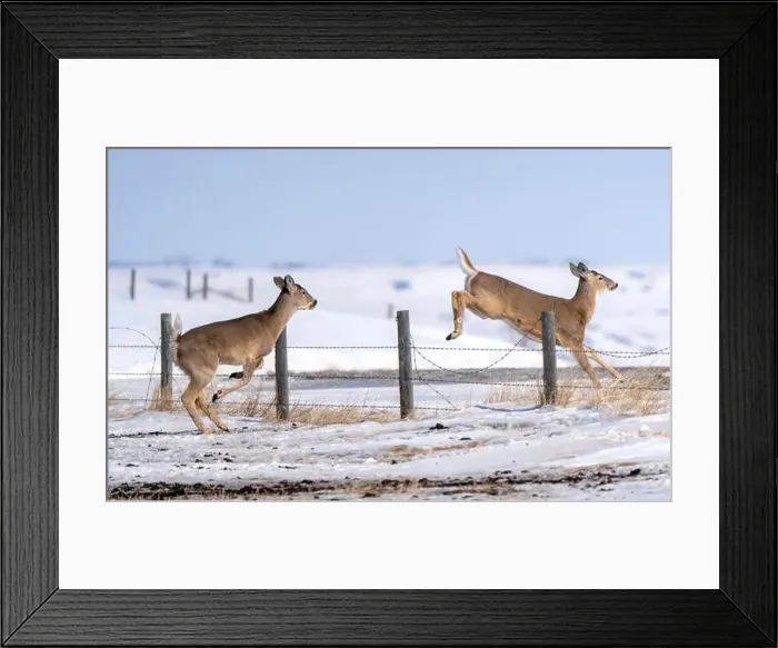 Framed Print : Prairie Deer Saskatchewan Canada rural countryside scenic Framed Print : Prairie Deer Saskatchewan Canada rural countryside scenic
