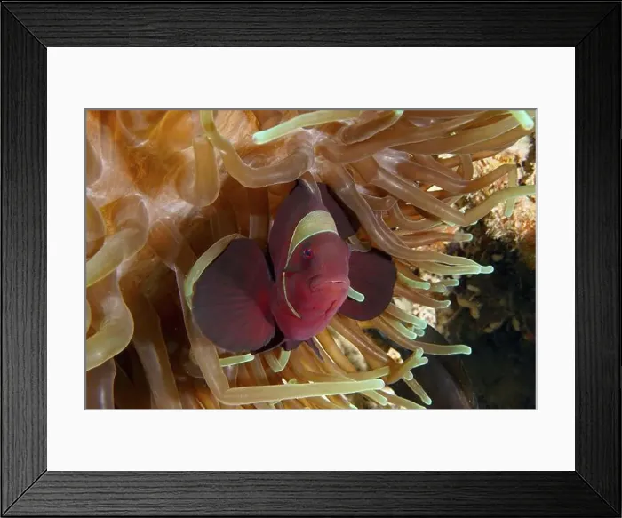 Framed Print : A red velvet anemonefish Framed Print : A red velvet anemonefish