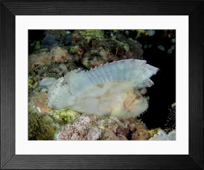 Framed Print : A pale rocking fish (Taenianotus triacanthus) with spread fins resting between coral structures Framed Print : A pale rocking fish (Taenianotus triacanthus) with spread fins resting between coral structures