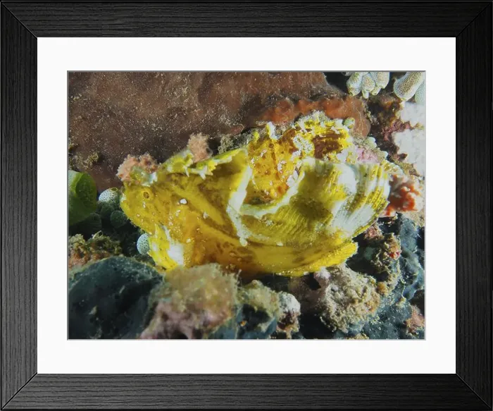 Framed Print : A yellow rocking fish (Taenianotus triacanthus) skilfully camouflages itself between sea sponges Framed Print : A yellow rocking fish (Taenianotus triacanthus) skilfully camouflages itself between sea sponges