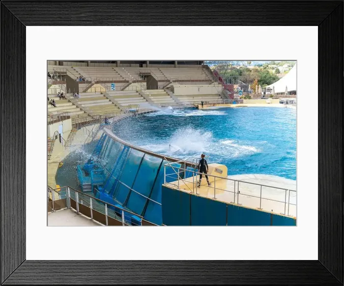 Framed Print : Antibes, France - 18.09.2024: Orca show at MarineLand