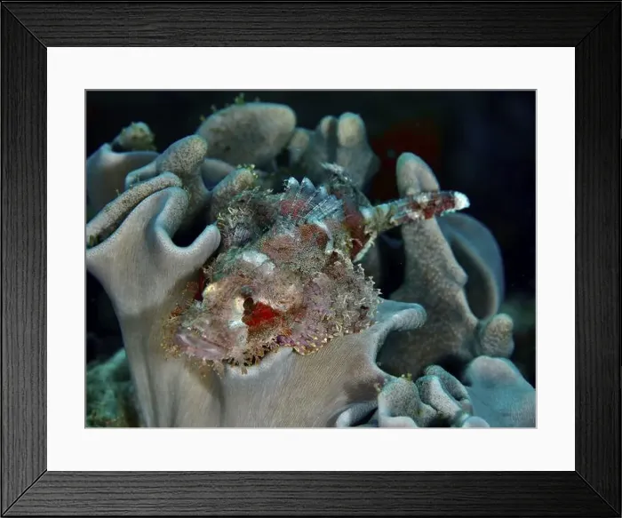 Framed Print : A well camouflaged Papuan scorpionfish (Scorpaenopsis papuensis) rests on a coral rich in structure on the seabed Framed Print : A well camouflaged Papuan scorpionfish (Scorpaenopsis papuensis) rests on a coral rich in structure on the seabed