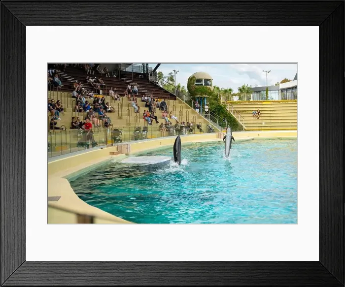 Framed Print : Antibes, France - 18.09.2024: Dolphin show at Marineland
