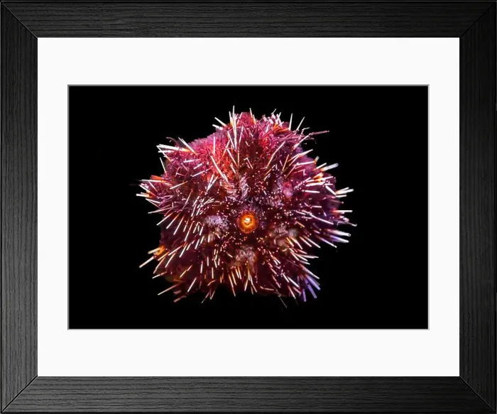 Framed Print : Colorful Black Long Spined Sea Urchin Wana Echinothrix Diadema Tidal Pools Reefs Waikiki Oahu Hawaii Framed Print : Colorful Black Long Spined Sea Urchin Wana Echinothrix Diadema Tidal Pools Reefs Waikiki Oahu Hawaii