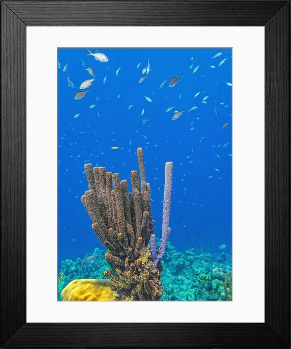 Framed Print : Caribbean coral reef off the coast underwater in Bonaire Framed Print : Caribbean coral reef off the coast underwater in Bonaire