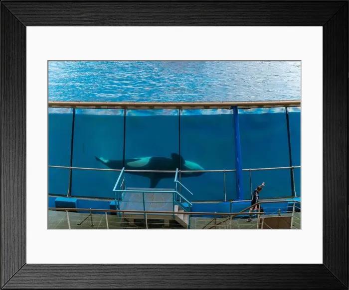 Framed Print : Antibes, France - 18.09.2024: Orca show at MarineLand Framed Print : Antibes, France - 18.09.2024: Orca show at MarineLand