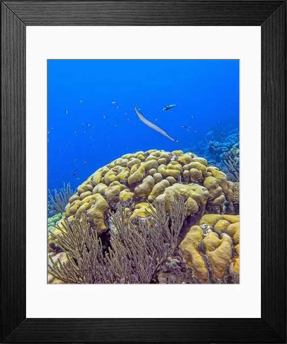 Framed Print : Caribbean coral reef off the coast underwater in Bonaire Framed Print : Caribbean coral reef off the coast underwater in Bonaire