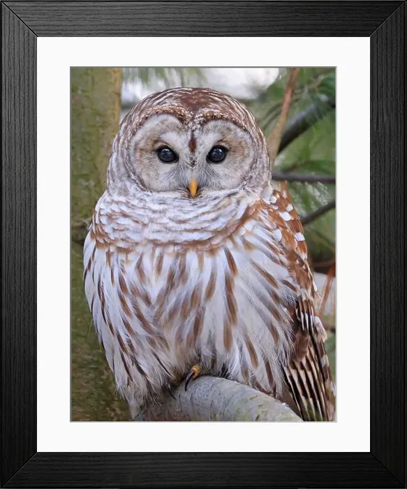 Framed Print : Barred Owl portrait on a tree branch with green background, Quebec, Canada Framed Print : Barred Owl portrait on a tree branch with green background, Quebec, Canada