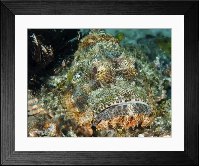 Framed Print : Detailed close-up of a Papuan scorpionfish (Scorpaenopsis papuensis) blending perfectly into the seabed Framed Print : Detailed close-up of a Papuan scorpionfish (Scorpaenopsis papuensis) blending perfectly into the seabed