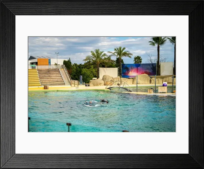 Framed Print : Antibes, France - 18.09.2024: Dolphin show at Marineland