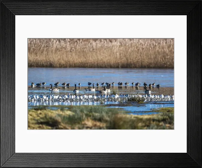 Framed Print : Canada Goose, Branta canadensis birds on frozen marshes Framed Print : Canada Goose, Branta canadensis birds on frozen marshes