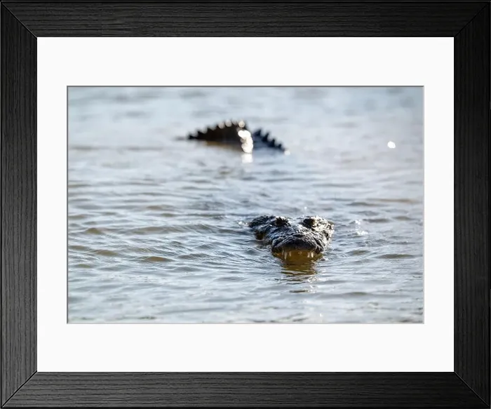 Framed Print : A lone crocodile glides through the green waters of the Yucatan Peninsula Framed Print : A lone crocodile glides through the green waters of the Yucatan Peninsula