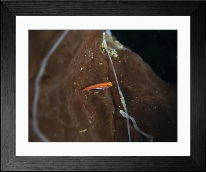Framed Print : A small red black-bellied goby (Eviota atriventris) on brown sea sponge under water Framed Print : A small red black-bellied goby (Eviota atriventris) on brown sea sponge under water