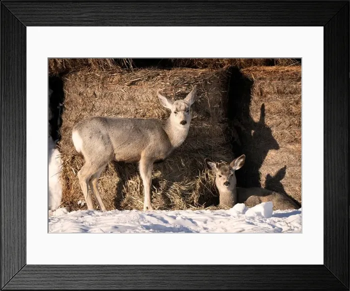 Framed Print : Prairie Deer Saskatchewan Canada rural countryside scenic Framed Print : Prairie Deer Saskatchewan Canada rural countryside scenic