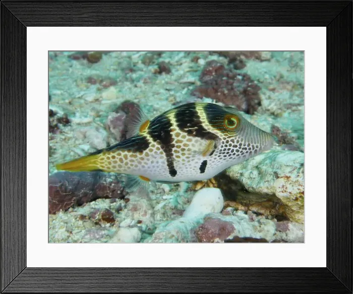 Framed Print : A velvet anemonefish Framed Print : A velvet anemonefish