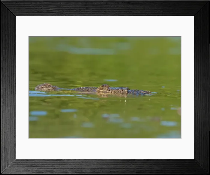 Framed Print : A lone crocodile glides through the green waters of the Yucatan Peninsula