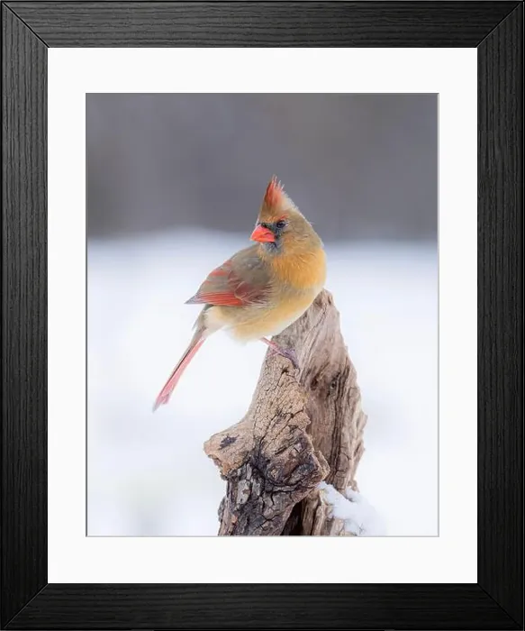 Framed Print : Northern Cardinal - Cardinalis cardinalis female perched on a snow covered branch in winter Framed Print : Northern Cardinal - Cardinalis cardinalis female perched on a snow covered branch in winter